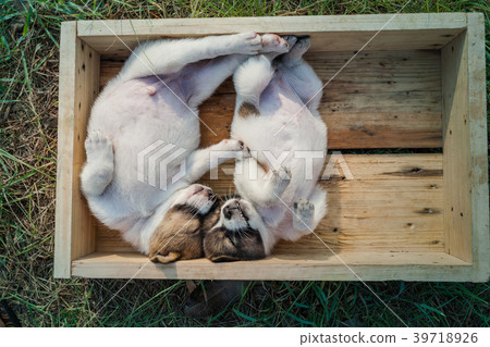 Bangkaew Puppies in wooden box 39718926
