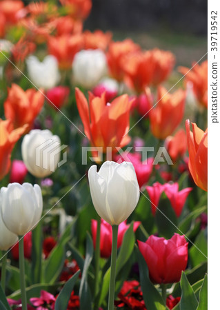 Tulip Tulip 39719542