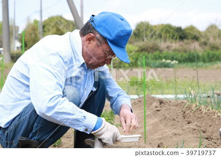 Senior man sowing seeds 39719737