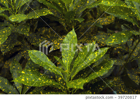 background - mottled leaves of Gold Dust Croton 39720817