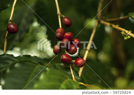 fruit coffee berries on a coffee tree 39720824