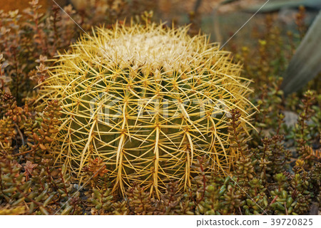 cactus Echinocactus grusonii  39720825