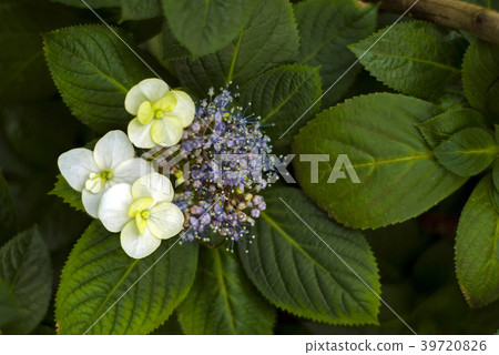 inflorescence of hortensia Hydrangea macrophylla.. 39720826