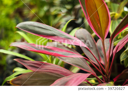 red-green leaves Cordyline terminalis 39720827