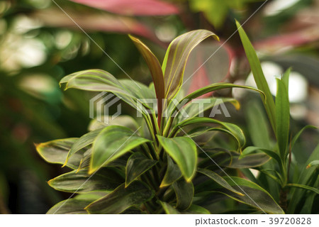 Cordyline terminalis with colored leaves Cordyline terminalis with colored leaves 39720828