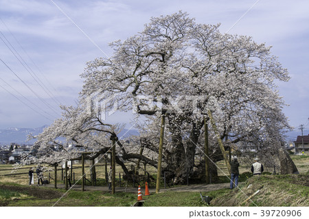 Fukushima Prefecture Aizu Wakamatsu City Ishibe Sakura Fukushima Prefecture Aizu Wakamatsu City Ishibe Sakura 39720906