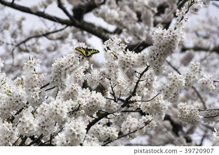 福島縣會津若松市Ishibe Sakura 福島縣會津若松市Ishibe Sakura 39720907