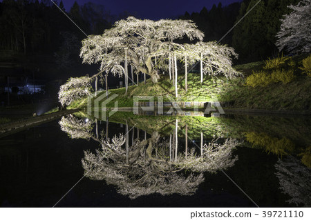 Jizo Sakura Light Up in Nakajima, Nihonmatsu City, Fukushima Prefecture 39721110