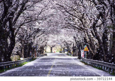 櫻花，Hadongsuri櫻花樹，Hadong-gun，Gyeongnam 39722144