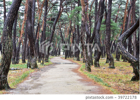 Pine,Unmunsa,Unmunsan,青島,Gyeongbuk,韓國 Pine,Unmunsa,Unmunsan,青島,Gyeongbuk,韓國 39722178