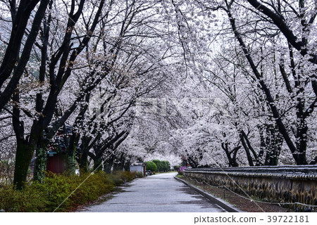 Cherry blossoms, Unmunsa temple, Unmunsan, Qingdao, Gyeongbuk, Korea 39722181
