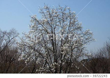 Kobushi flower 39722243