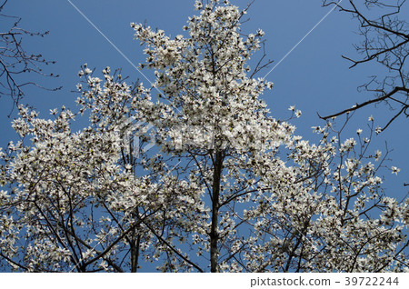 Kobushi flower 39722244