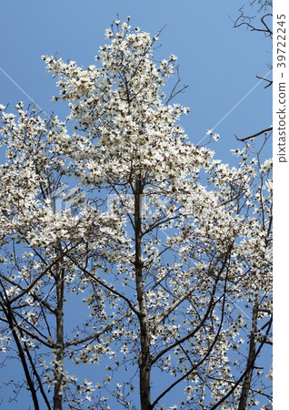 Kobushi flower 39722245
