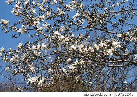 Kobushi flower 39722246