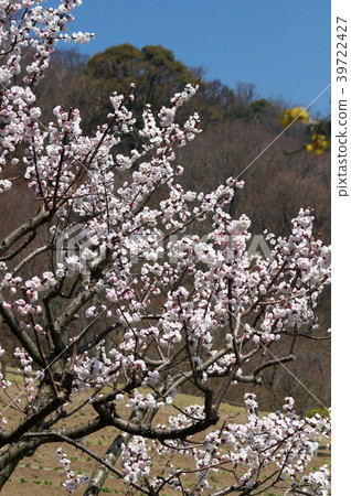 Apricot flowers Apricot flowers 39722427
