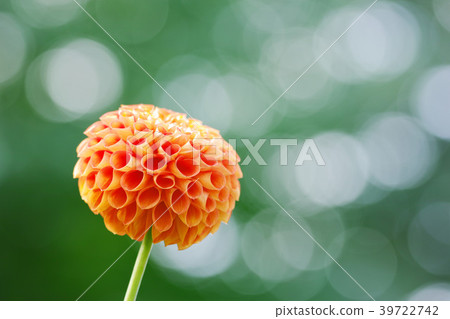 orange dahlia 39722742