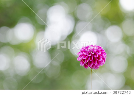 Purple Dahlia 39722743