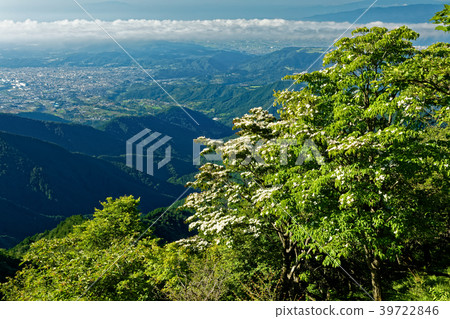Wild boar flower and Tanino city view of Tanzawa and Nabewari mountain ridge line Wild boar flower and Tanino city view of Tanzawa and Nabewari mountain ridge line 39722846