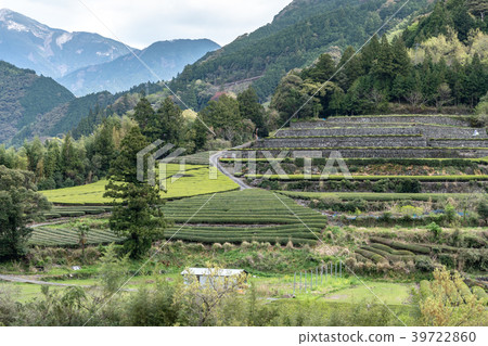 Tea plantation 39722860