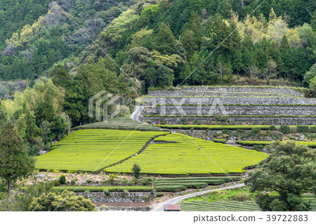 Tea plantation 39722883