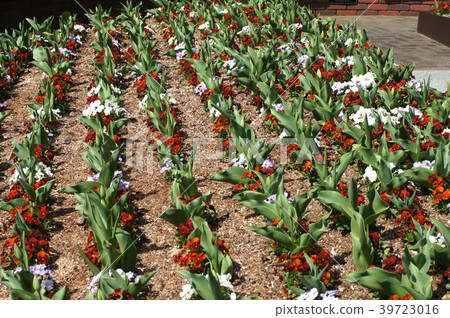 Flower bed flowers, pansy and tulips 39723016
