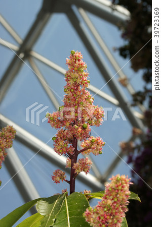 Mango flowers Mango flowers 39723169