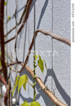 年輕的芽 39723249