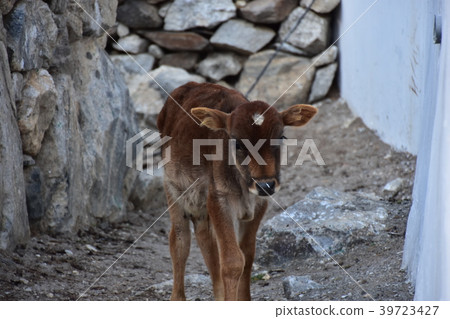 A calf walking along the road in the village of Naco, Qinnaur Valley, India A calf walking along the road in the village of Naco, Qinnaur Valley, India 39723427