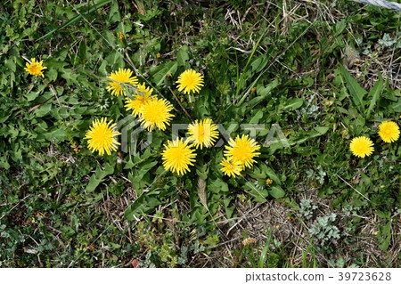  蒲公英 39723628