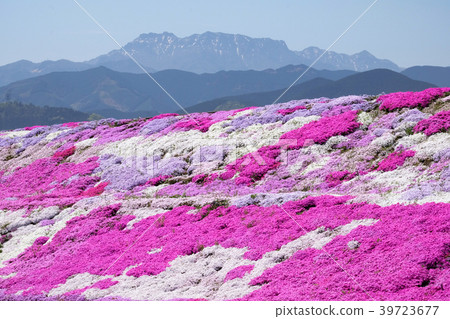Mount Ishizuchi and Shizakura Mount Ishizuchi and Shizakura 39723677