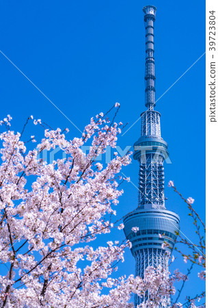 《東京》春季東京・櫻花與天空樹 39723804