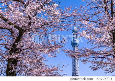 《Tokyo》Spring Tokyo・Sakura and Sky Tree 39723823