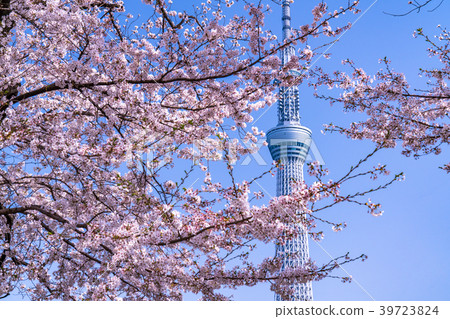 《東京》春季東京・櫻花與天空樹 39723824