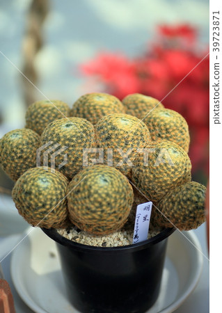 神秘仙人掌Mamilaria 39723871