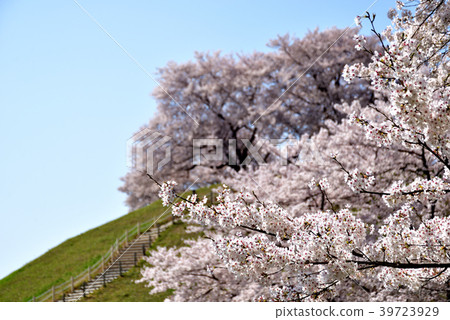 Sakitama Kofun Park 39723929