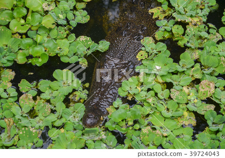 菲律賓鱷魚 39724043