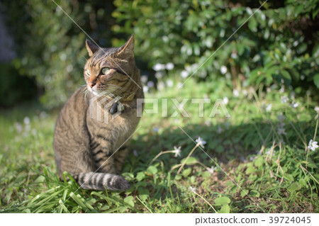 白色貓和白花 39724045