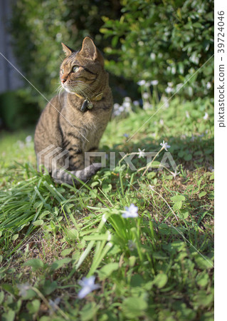 白色貓和白花 39724046