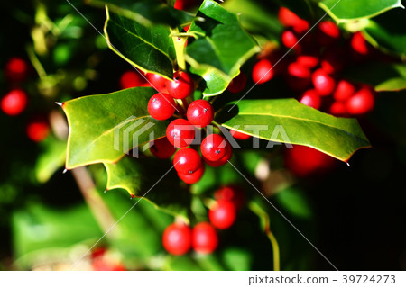 Red heart of holly Red heart of holly 39724273