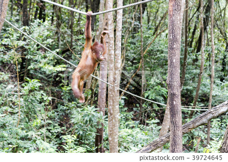 野生兒童orang utan 野生兒童orang utan 39724645