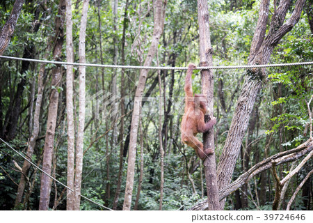 野生兒童orang utan 野生兒童orang utan 39724646