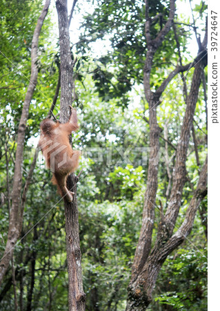 Wild child orang utan Wild child orang utan 39724647