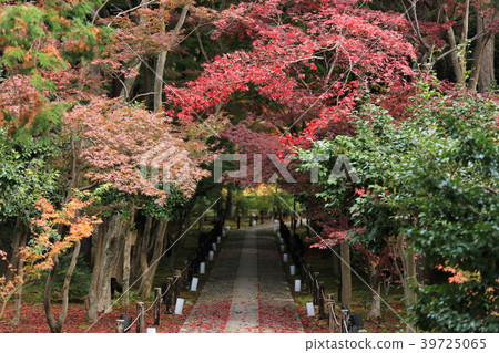 Autumn leaves of Shikaoin Autumn leaves of Shikaoin 39725065