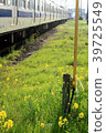 Rape blossoms and track F 39725549