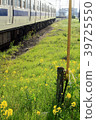Rape blossoms and track G 39725550