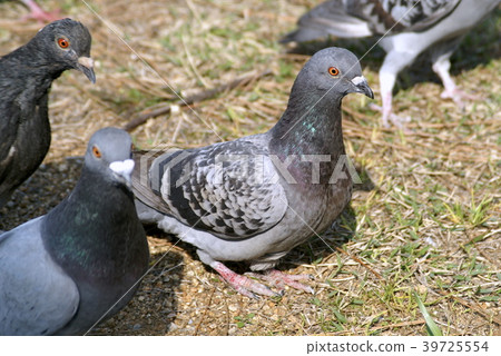  pigeon 39725554