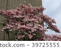 dogwood 39725555