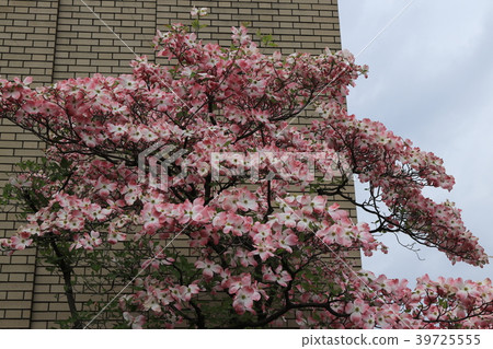 dogwood dogwood 39725555