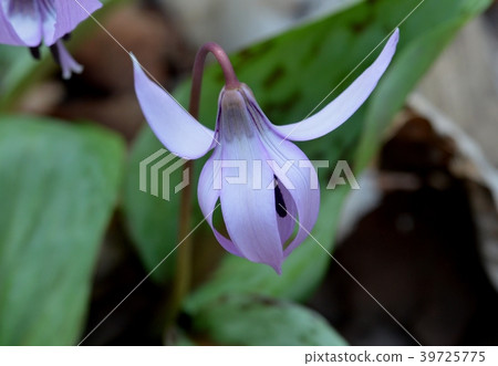 Katakuri花 39725775